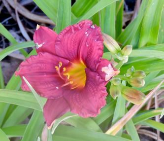 garden front season's first red day lily jun 19 - 1