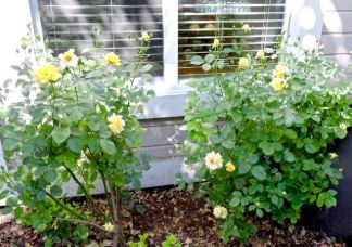 garden front yellow roses after April cutback jun 19 - 1