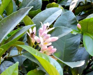 garden late june new blooms on meyer lemon jun 19 - 1