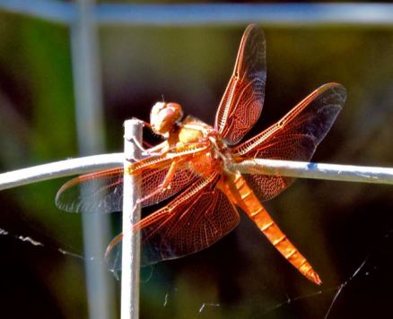 garden orange dragonfly on tomato cage jun 19 - 1