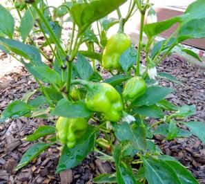 kitchen cajun peppers jun 19 - 1