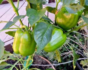 kitchen large green peppers jun 19 - 1