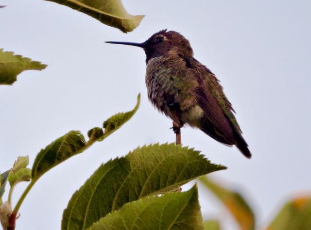 garden annas hummingbird late jul19 2 - 1