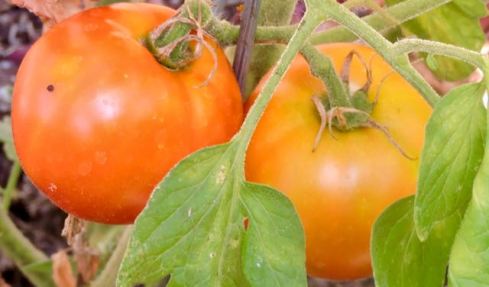 garden back ace tomatoes ripe late jul19 - 1