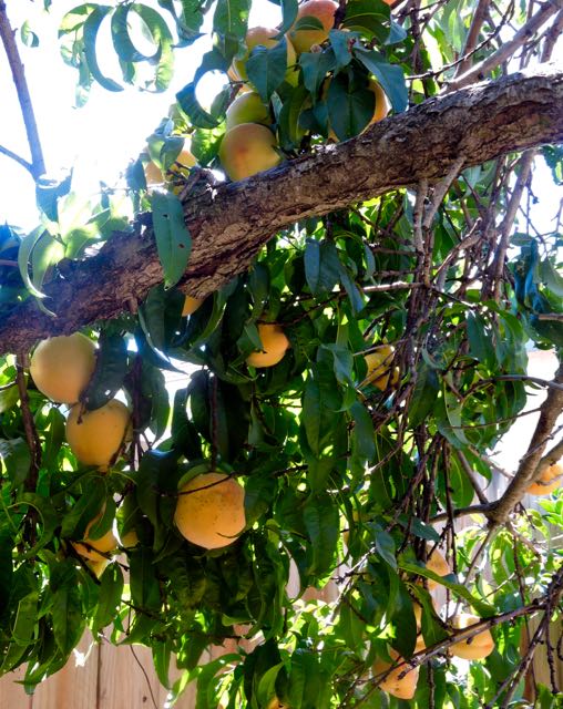 garden back peaches ripe on tree late jul19 - 1