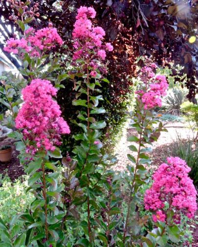 garden crape myrtle late jul19 - 1