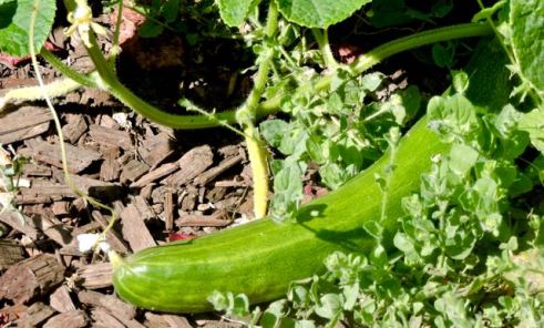 garden cuke ripe jul19 - 1