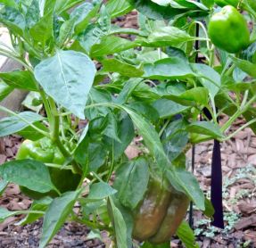 garden mild red pepper late jul19 - 1