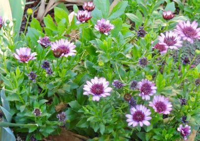 garden back african daisies late aug 19 - 1