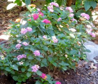 garden back baby lantana late aug 19 - 1