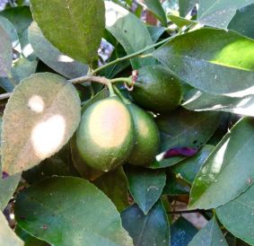 garden back egg-size meyer lemons late aug 19 - 1