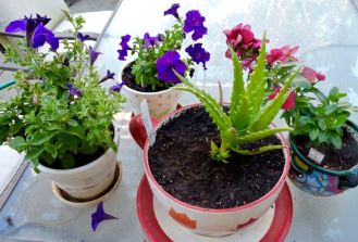 garden back petunias aloe vinca in pots late aug 19 - 1