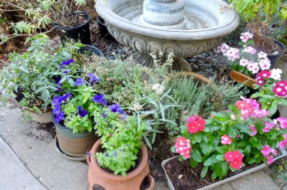 garden fountain tomato herbs flowers medley late aug 19 - 1