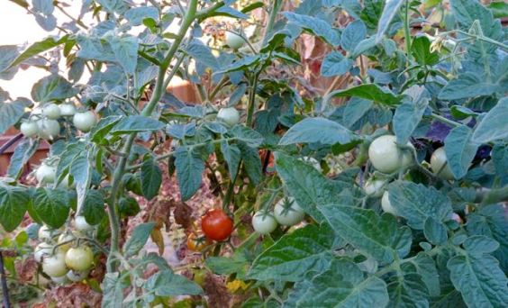 garden husky cherry red tomatoes late aug 19 - 1