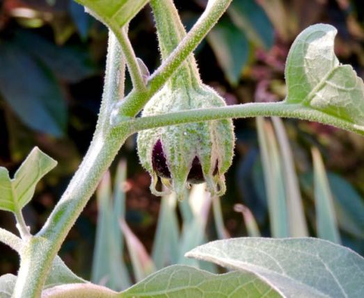garden new black beauty eggplant late aug 19 - 1