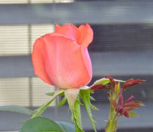 garden salmon rose bud late aug 19 - 1