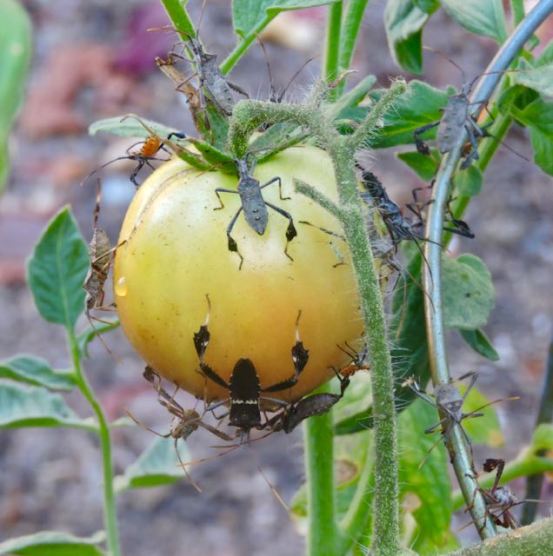 garden tomato bug medley late aug 19 - 1