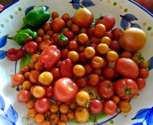 kitchen pepper tomato one-week harvest late aug 19 - 1