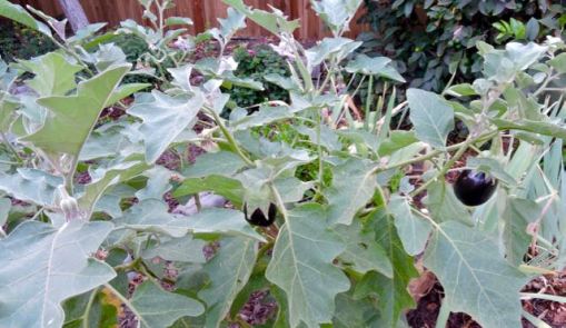 garden 3 eggplants sept 19 - 1