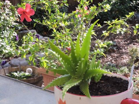 garden aloe and flowers sept 19 - 1