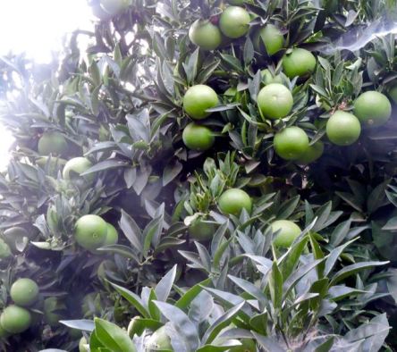 garden baseball size oranges sept 19 - 1