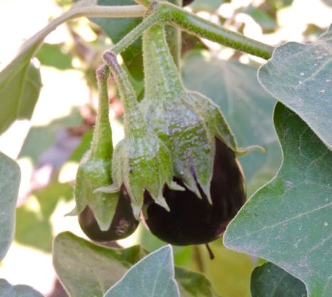 garden new eggplant cluster sept 19 - 1