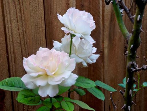 garden peace roses sept 19 - 1