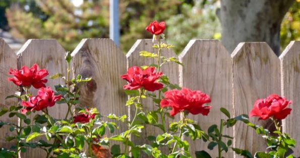 garden red rose cluster sept 19 - 1
