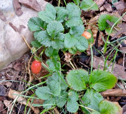 garden strawberries sept 19 - 1