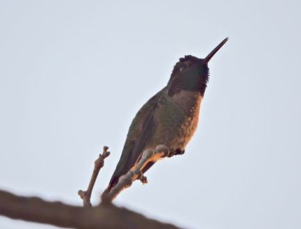 garden annas hummingbird on sycamore oct 19 - 1