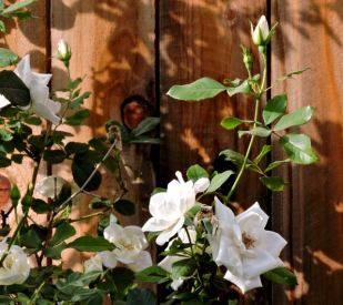 garden back white roses buds fence oct 19 - 1
