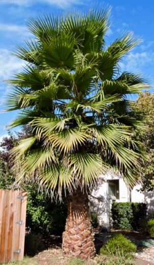 garden front california fan palm oct 19 - 1