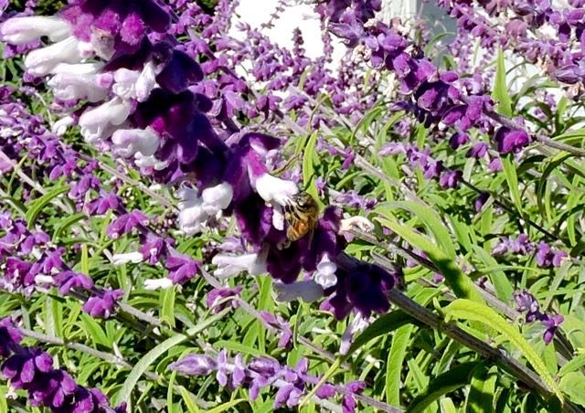 garden front fall blooming mexican sage w bee oct 1 2019 2 - 1