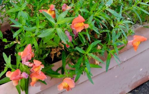 garden front fall blooming snapdragon oct 1 2019 - 1