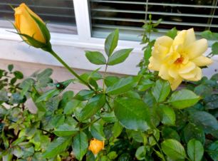 garden yellow rose and buds oct 19 - 1