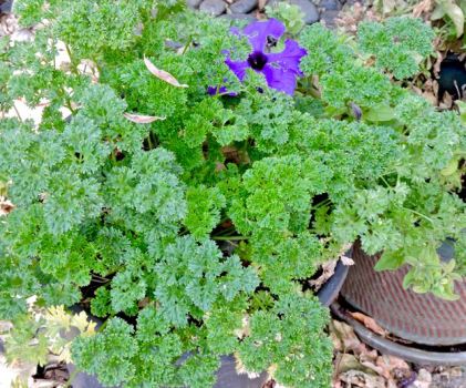 garden back curly parsley and lone petunia nov 19 - 1