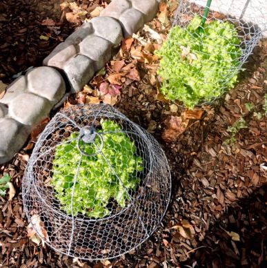 garden back leaf lettuce late nov 19 - 1