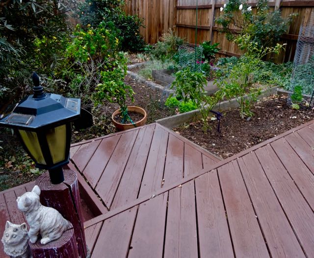 garden back panorama in rain late nov 19 - 1