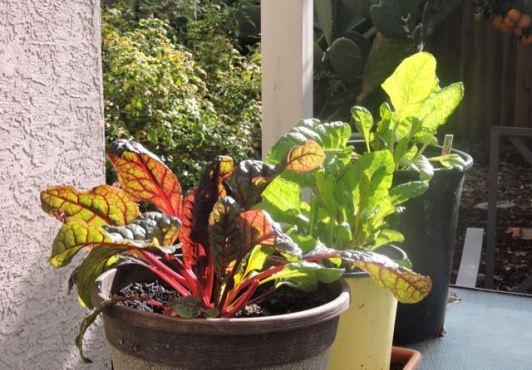 garden back three chards late nov 19 - 1