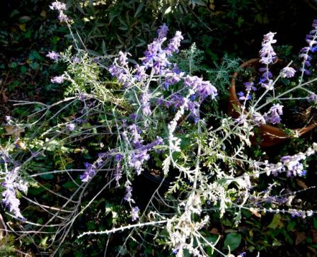 garden culinary russian sage nov 19 - 1