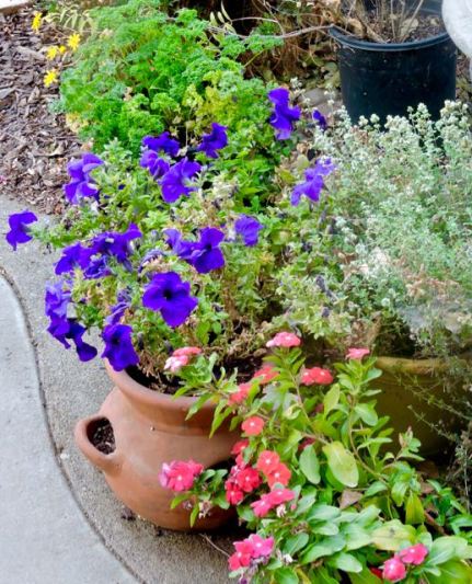 garden euryops parsley petunias vinca marjoram late nov 19 - 1