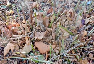 garden front cut back bush sage late nov 19 - 1