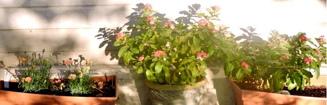 garden front dianthus vinca late nov 19 - 1