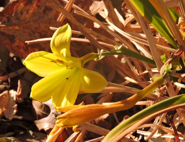 garden front yellow day lily late nov 19 - 1