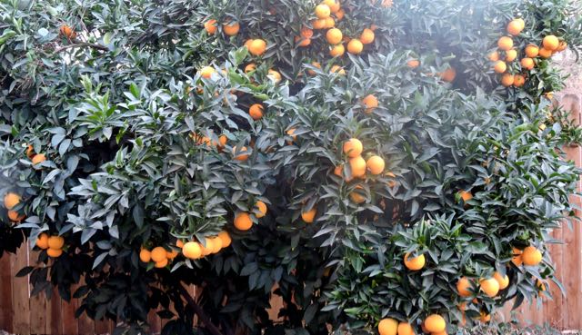 garden orange tree late nov 19 - 1