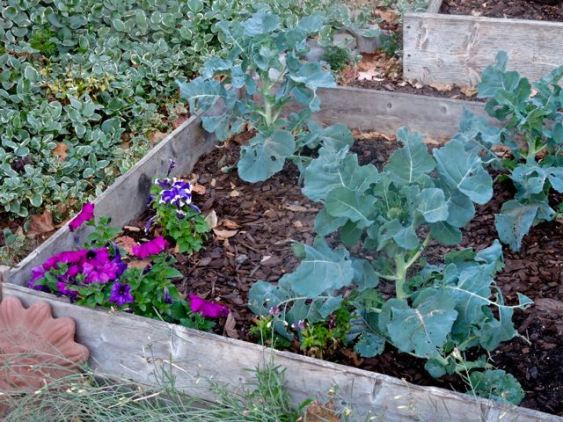 garden petunias broccoli arugula late nov 19 - 1