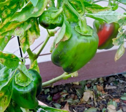 garden still ripening mild peppers late nov 19 - 1