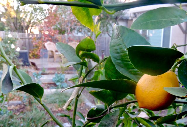 garden through one meyer lemon late nov 19 - 1