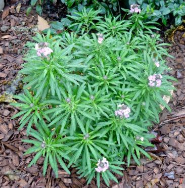 garden back erysimum poem lilac dec 19 - 1