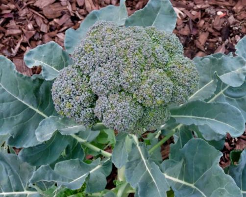 garden broccoli head christmas dec 19 - 1